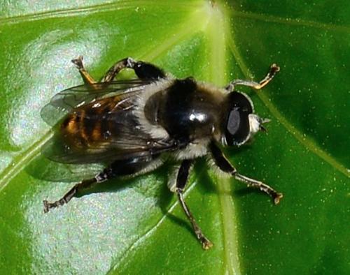 Réf. 274 079 : Merodon clavipes